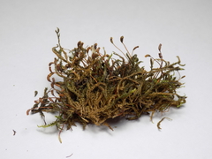 Hygrohypnum luridum