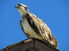 Pandion haliaetus