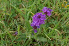 Verbena