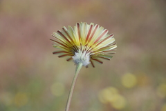 Malacothrix californica