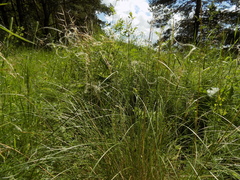 Stipa pennata