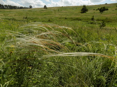 Stipa