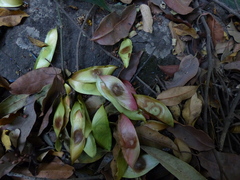 Mezoneuron cucullatum