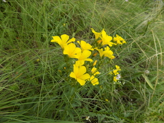 Linum flavum