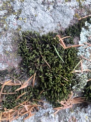 Hedwigia ciliata