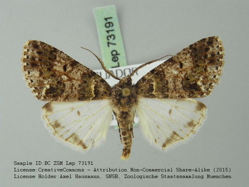 Cargolia pruna