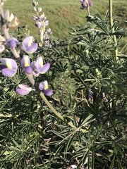 Lupinus paynei