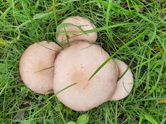 Agaricus