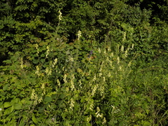 Aconitum lasiostomum