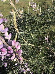Lupinus paynei