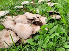 Agaricus