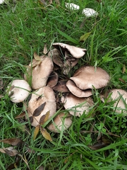 Agaricus