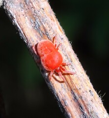 Trombidioidea