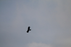 Ictinaetus malaiensis