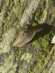 Drusia valenciennii