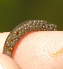 Nerophis lumbriciformis