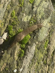 Drusia valenciennii