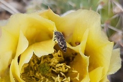 Acmaeodera