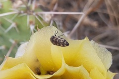 Acmaeodera