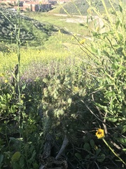 Cylindropuntia prolifera