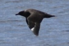 Stercorarius chilensis