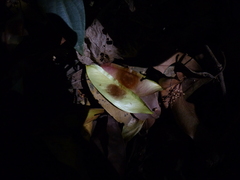 Mezoneuron cucullatum