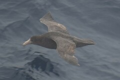 Macronectes giganteus