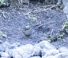 Scytalopus superciliaris