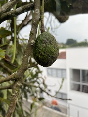 Persea americana