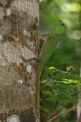 Lyriocephalus scutatus