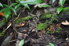 Enyalius catenatus