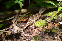 Enyalius catenatus