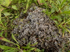 Peltigera rufescens