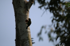 Psilopogon flavifrons