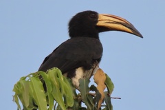 Lophoceros fasciatus