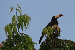 Lophoceros fasciatus