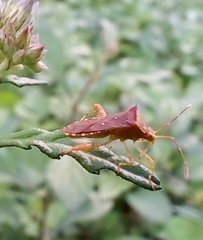 Hypselonotini