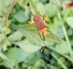 Hypselonotini