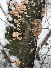 Trametes versicolor