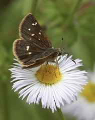 Piruna polingii