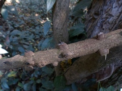 Mezoneuron cucullatum