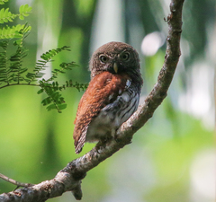 Glaucidium castanotum