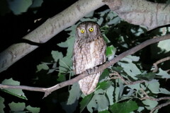Otus scops