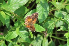 Phyciodes graphica
