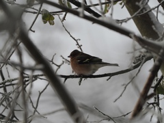 Fringilla coelebs