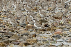 Charadrius leschenaultii