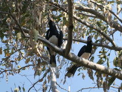 Bycanistes bucinator