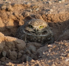 Athene cunicularia hypugaea