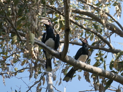 Bycanistes bucinator