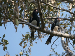 Bycanistes bucinator